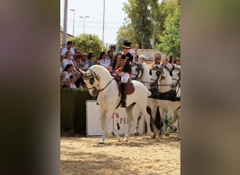 PRE, Caballo castrado, 11 años, 165 cm, Tordo