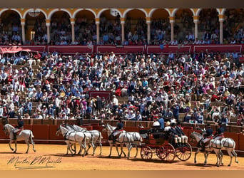 PRE, Caballo castrado, 11 años, 165 cm, Tordo