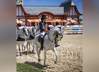 PRE, Caballo castrado, 11 años, 165 cm, Tordo