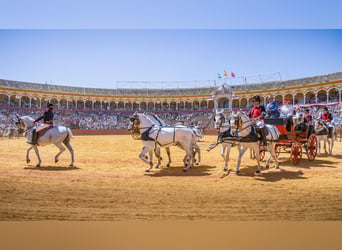 PRE, Caballo castrado, 11 años, 165 cm, Tordo