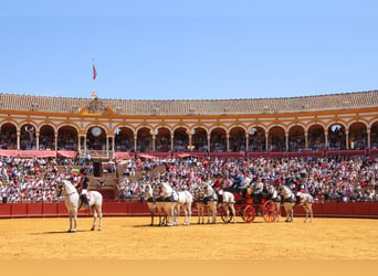 PRE, Caballo castrado, 11 años, 165 cm, Tordo