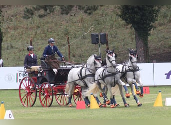 PRE, Caballo castrado, 11 años, 165 cm, Tordo