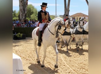 PRE, Caballo castrado, 11 años, 165 cm, Tordo