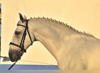 PRE, Caballo castrado, 11 años, 165 cm, Tordo