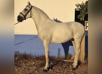 PRE, Caballo castrado, 11 años, 165 cm, Tordo