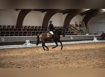 PRE Mestizo, Caballo castrado, 11 años, 167 cm, Morcillo