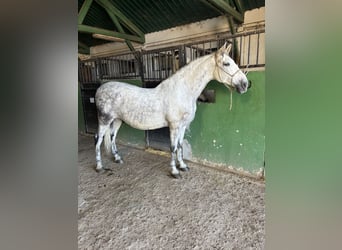 PRE, Caballo castrado, 11 años, 167 cm, Tordo