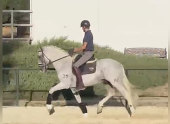 PRE Mestizo, Caballo castrado, 11 años, 167 cm, Tordo