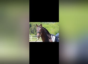 PRE Mestizo, Caballo castrado, 11 años, 168 cm, Castaño