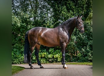 PRE Mestizo, Caballo castrado, 11 años, 168 cm, Castaño oscuro