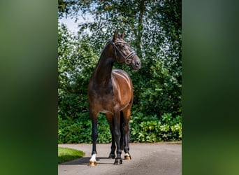 PRE Mestizo, Caballo castrado, 11 años, 168 cm, Castaño oscuro