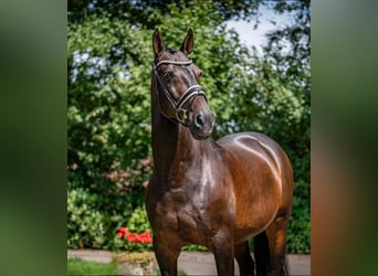 PRE Mestizo, Caballo castrado, 11 años, 168 cm, Castaño oscuro