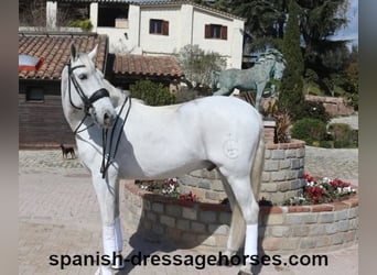 PRE Mestizo, Caballo castrado, 11 años, 168 cm, Tordo