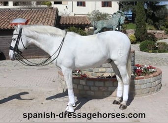 PRE Mestizo, Caballo castrado, 11 años, 168 cm, Tordo