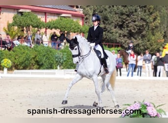 PRE Mestizo, Caballo castrado, 11 años, 168 cm, Tordo