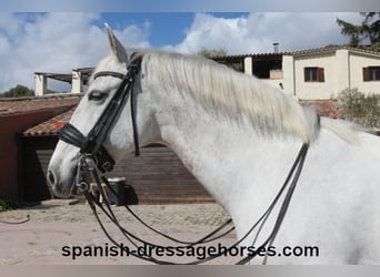 PRE Mestizo, Caballo castrado, 11 años, 168 cm, Tordo