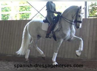 PRE Mestizo, Caballo castrado, 11 años, 168 cm, Tordo