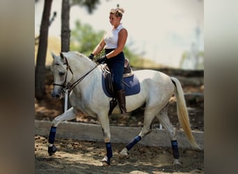 PRE Mestizo, Caballo castrado, 11 años, 168 cm, Tordo