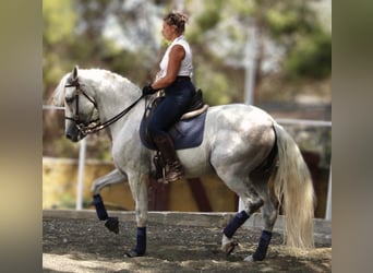 PRE Mestizo, Caballo castrado, 11 años, 168 cm, Tordo