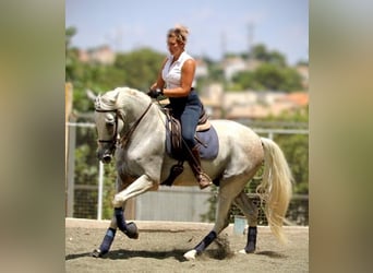 PRE Mestizo, Caballo castrado, 11 años, 168 cm, Tordo