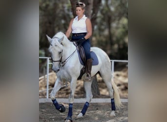 PRE Mestizo, Caballo castrado, 11 años, 168 cm, Tordo
