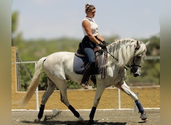 PRE Mestizo, Caballo castrado, 11 años, 168 cm, Tordo