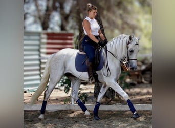 PRE Mestizo, Caballo castrado, 11 años, 168 cm, Tordo