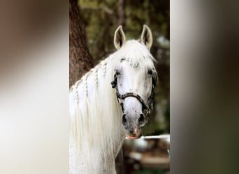 PRE Mestizo, Caballo castrado, 11 años, 168 cm, Tordo