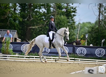 PRE Mestizo, Caballo castrado, 11 años, 168 cm, Tordo picazo