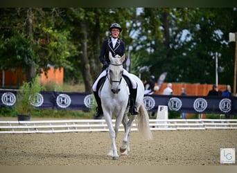 PRE Mestizo, Caballo castrado, 11 años, 168 cm, Tordo picazo