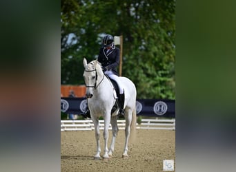 PRE Mestizo, Caballo castrado, 11 años, 168 cm, Tordo picazo