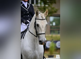 PRE Mestizo, Caballo castrado, 11 años, 168 cm, Tordo picazo