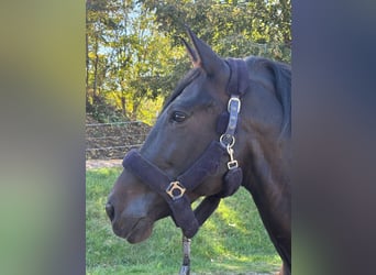 PRE Mestizo, Caballo castrado, 11 años, 170 cm, Castaño oscuro