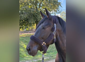 PRE Mestizo, Caballo castrado, 11 años, 170 cm, Castaño oscuro