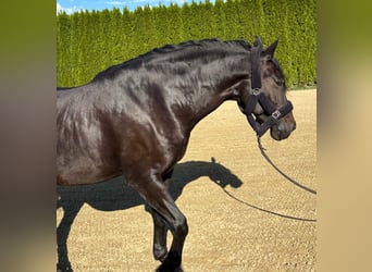 PRE Mestizo, Caballo castrado, 11 años, 170 cm, Castaño oscuro