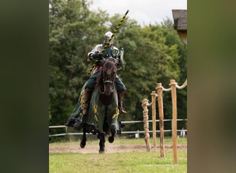 PRE, Caballo castrado, 11 años, 171 cm, Negro
