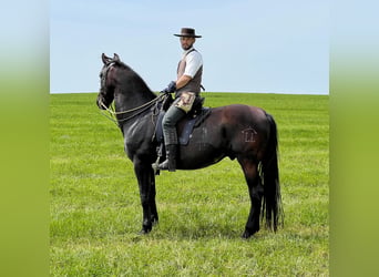 PRE, Caballo castrado, 11 años, 171 cm, Negro