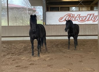 PRE Mestizo, Caballo castrado, 11 años, Negro