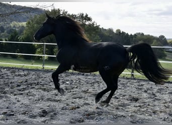 PRE, Caballo castrado, 12 años, 158 cm, Negro