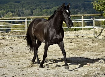 PRE, Caballo castrado, 12 años, 158 cm, Negro