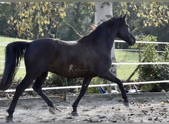 PRE, Caballo castrado, 12 años, 158 cm, Negro