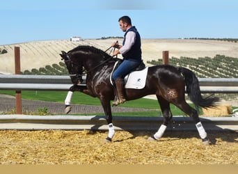 PRE, Caballo castrado, 12 años, 158 cm, Negro