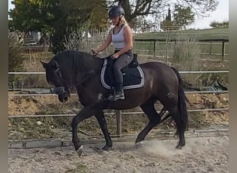 PRE, Caballo castrado, 12 años, 158 cm, Negro