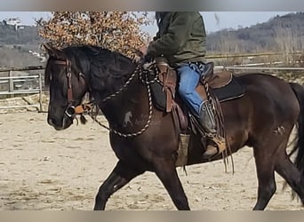 PRE, Caballo castrado, 12 años, 158 cm, Negro