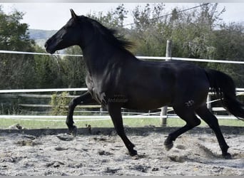 PRE, Caballo castrado, 12 años, 158 cm, Negro