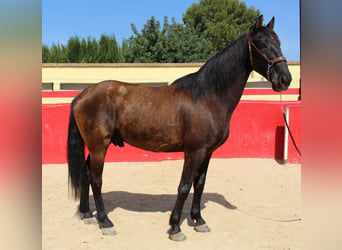 PRE Mestizo, Caballo castrado, 12 años, 160 cm, Castaño