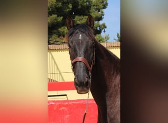 PRE Mestizo, Caballo castrado, 12 años, 160 cm, Castaño