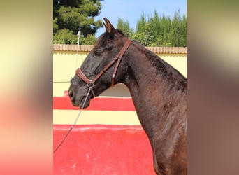 PRE Mestizo, Caballo castrado, 12 años, 160 cm, Castaño