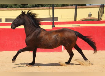 PRE Mestizo, Caballo castrado, 12 años, 160 cm, Castaño