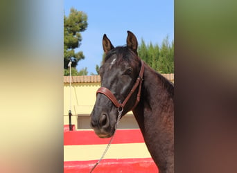 PRE Mestizo, Caballo castrado, 12 años, 160 cm, Castaño